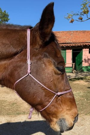 Cabresto UC Manejo cor:Rosa Bebe
