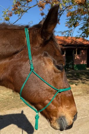 Cabresto UC Manejo cor:Verde Bandeira