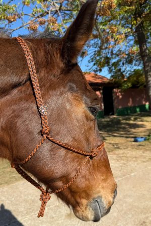Cabresto UC Manejo cor:Laranja e Marrom